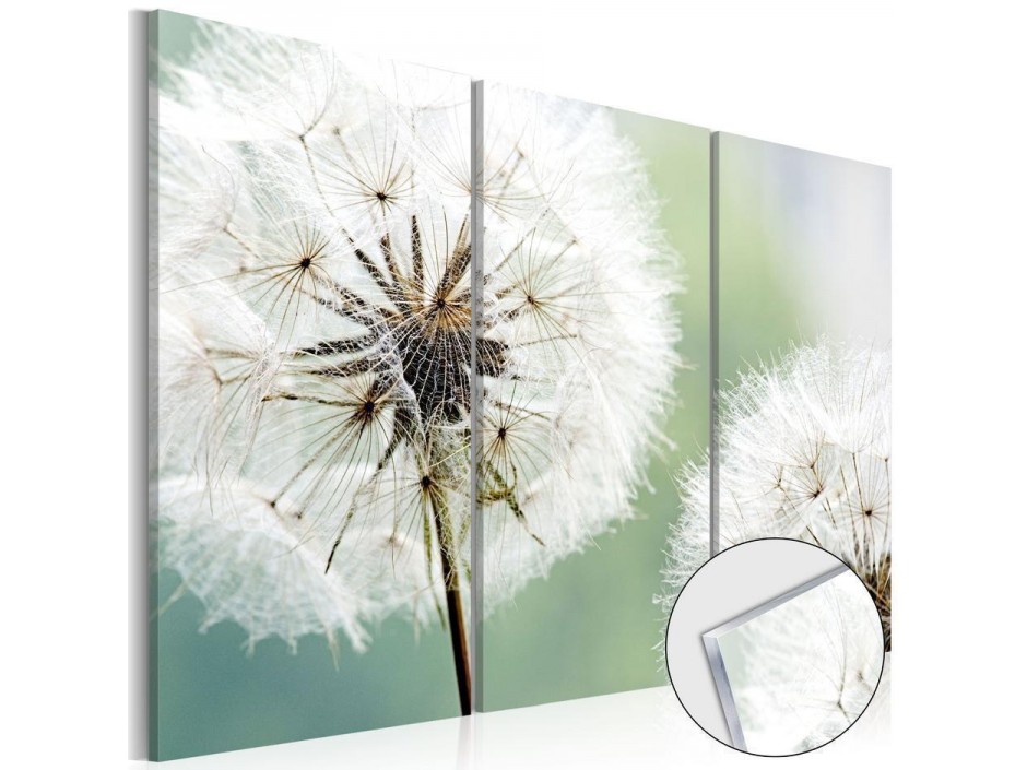 Tableau sur verre acrylique - Fluffy Dandelions