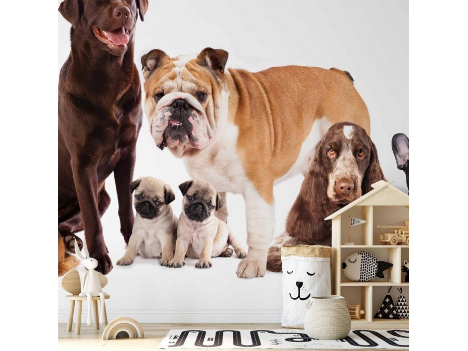 Papier peint - Animal portrait - dogs with a brown labrador in the centre on a white background