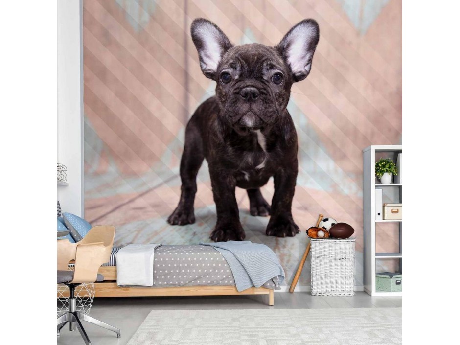 Papier peint - French Bulldog