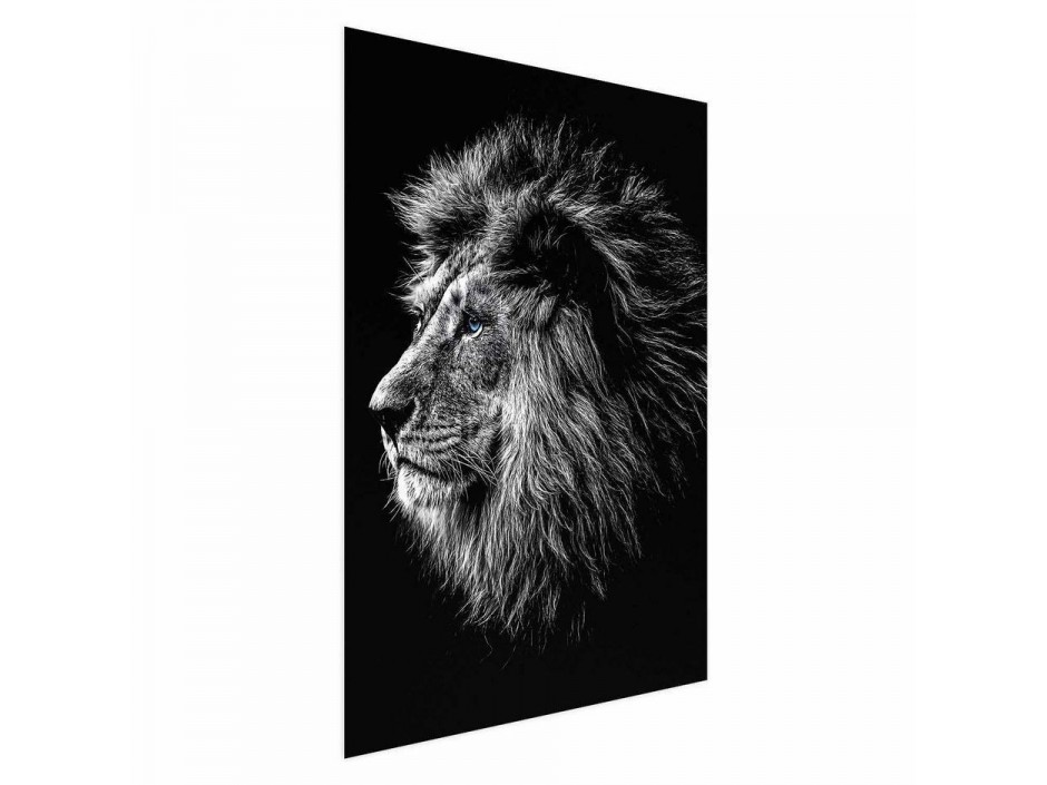 Poster - Blue-eyed Lion