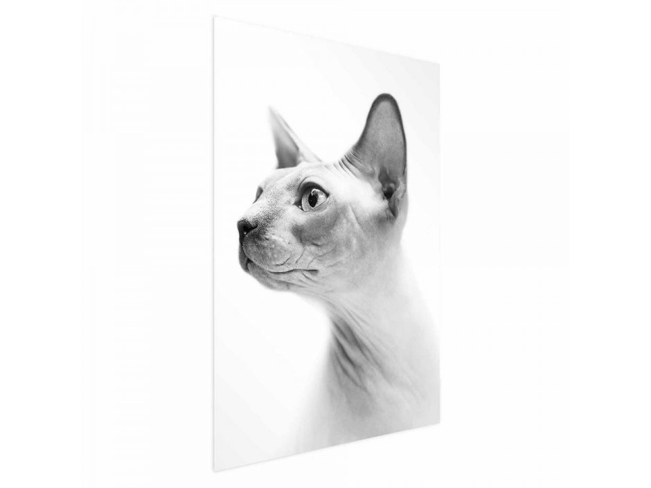 Poster - Hairless Cat